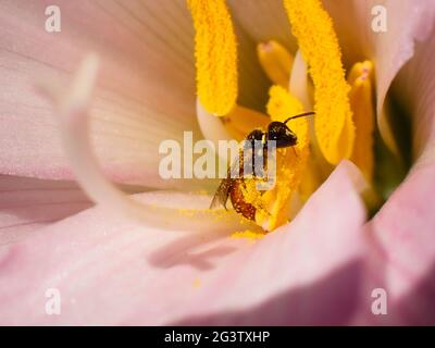 Potter Wasp sammelt Pollen auf Blumenstamen (Tricarinodynerus guerinii) Stockfoto