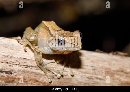 Schöne kleine Frosch Boophis rhodoscelis Madagaskar Stockfoto