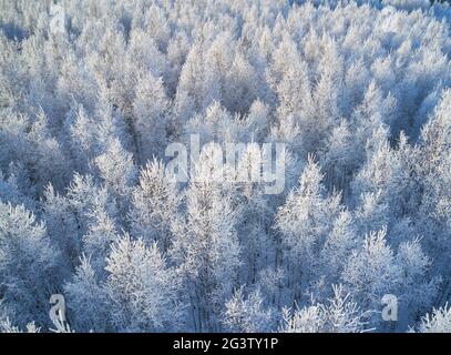 Luftaufnahme des Birkenwaldes in der Wintersaison. Drohnenaufnahme von Bäumen, die mit Reif und Schnee bedeckt sind. Stockfoto