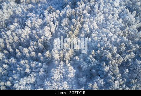 Luftaufnahme des Birkenwaldes in der Wintersaison. Drohnenaufnahme von Bäumen, die mit Reif und Schnee bedeckt sind. Stockfoto