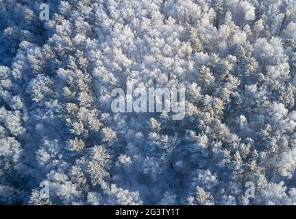 Luftaufnahme des Birkenwaldes in der Wintersaison. Drohnenaufnahme von Bäumen, die mit Reif und Schnee bedeckt sind. Stockfoto