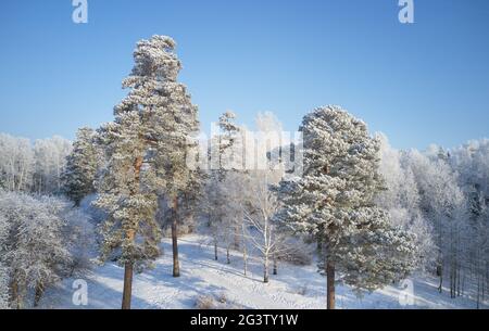 Luftaufnahme des Birkenwaldes in der Wintersaison. Drohnenaufnahme von Bäumen, die mit Reif und Schnee bedeckt sind. Stockfoto