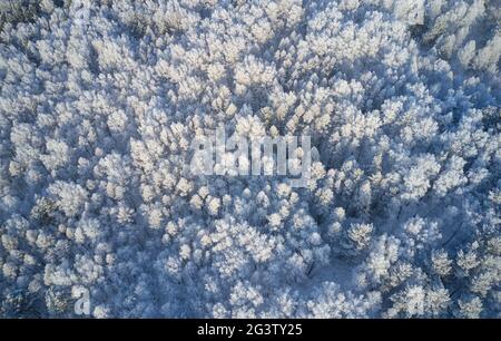 Luftaufnahme des Birkenwaldes in der Wintersaison. Drohnenaufnahme von Bäumen, die mit Reif und Schnee bedeckt sind. Stockfoto