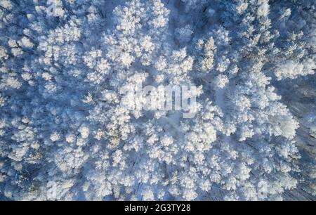 Luftaufnahme des Birkenwaldes in der Wintersaison. Drohnenaufnahme von Bäumen, die mit Reif und Schnee bedeckt sind. Stockfoto