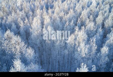 Luftaufnahme des Birkenwaldes in der Wintersaison. Drohnenaufnahme von Bäumen, die mit Reif und Schnee bedeckt sind. Stockfoto