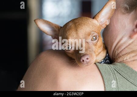 Kleiner Hund und sein Besitzer Stockfoto