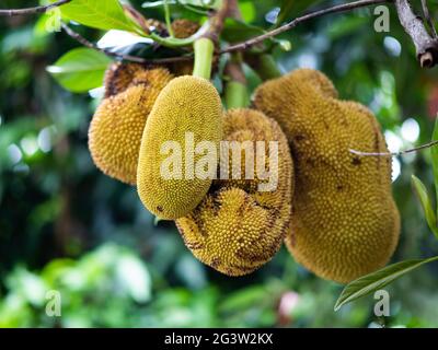 Jackfrucht im Garten Stockfoto