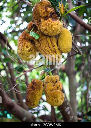 Jackfrucht im Garten Stockfoto