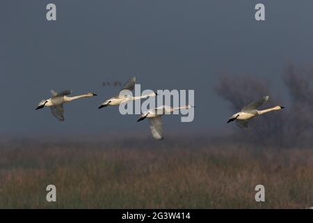 Cygnus columbianus, eine Herde erwachsener Tundra-Schwäne, fliegt über ihr Überwinterungsgebiet am San Luis NWR im San Joaquin Valley, Kalifornien. Stockfoto