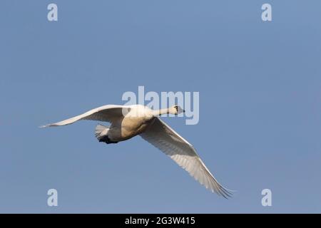 Erwachsener Tundra Swan, Cygnus columbianus, im kalifornischen San Joaquin Valley überwintern. Stockfoto