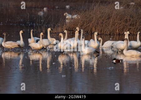 Ein Tundra Swan Schwarm, Cygnus columbianus, ruht in einem bewirtschafteten Feuchtgebiet auf dem San Luis National Wildlife Refuge im kalifornischen San Joaquin Valley. Stockfoto