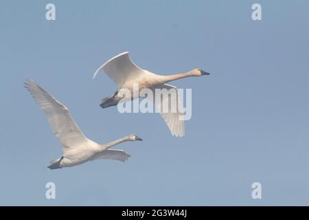 Tundra Swan adult und juvenil, Cygnus columbianus, passieren oben gegen einen dunstigen Himmel im San Joaquin Valley, CA. Stockfoto