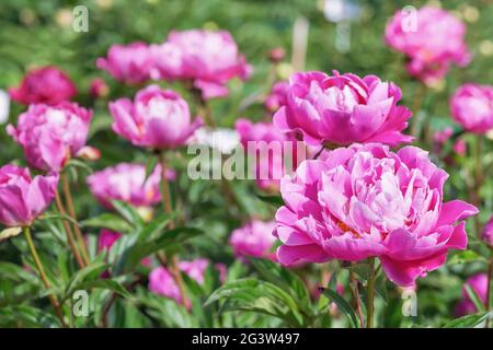 Terry Hybrid Suzette Pfingstrose . Die Blüten sind groß, bis zu 18 cm im Durchmesser, reich rosa-lila Farbe mit Aufhellung entlang der Kanten der Wellpappe Stockfoto