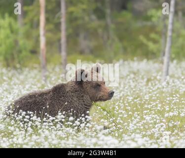 Bär (Ursus arctos) liegt auf einem finnischen Moor inmitten des Baumwollgrases Stockfoto