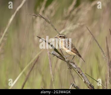 Nahaufnahme eines Whinchats (Saxicola rubetra) in natürlichem Lebensraum Stockfoto