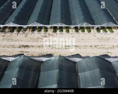 Luftdrohnenaufnahme von riesigen Flächen Gewächshaus für den Anbau von Erdbeeren. Gewächshausanbau, Agrarindustrie. Fliegen über große Industrie Stockfoto