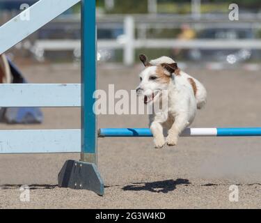Jack Russell Terrier springt über eine Agilität Hürde Stockfoto
