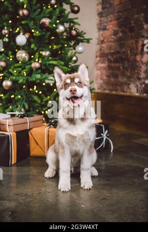 Sibirischer Husky am Heiligabend Konzept. Liebenswert doggy, sitzen auf dem Boden über Kiefern mit stapelweise Geschenke. Festlicher Hintergrund. D Stockfoto