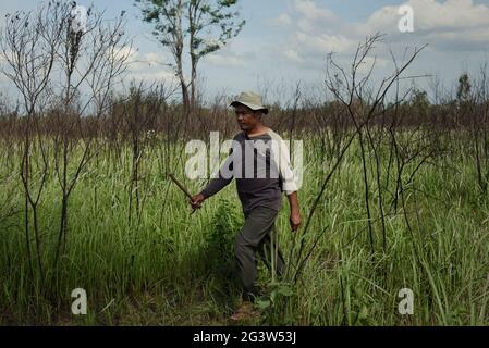 Rebo, ein Mahout, auf der Suche nach seinen Elefanten, die sich im Kambas National Park, Indonesien ernähren. Stockfoto