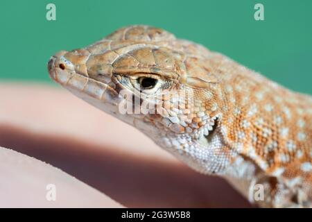 Saudische Fringe-Fingereidechse (Acanthodactylus gongrorhynchatus) in der Wüste Sand Makro-Fotografie. Stockfoto