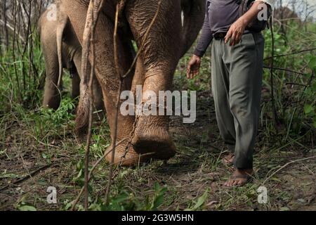 Rebo, ein Mahout, bereitet seine Elefanten auf einen Spaziergang zurück zum Elefantenzentrum im Way Kambas Nationalpark, Indonesien, vor. Stockfoto