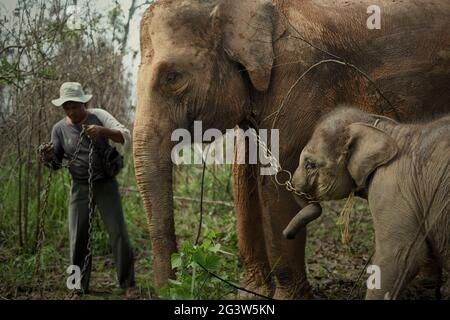 Rebo, ein Mahout, bereitet seine Elefanten auf einen Spaziergang zurück zum Elefantenzentrum im Way Kambas Nationalpark, Indonesien, vor. Stockfoto