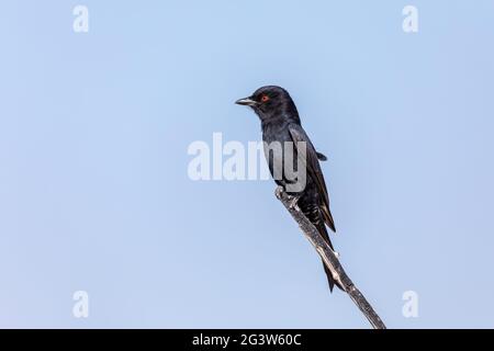 Vogel-Schwanzschwanz-Drongo Afrika Namibia Safari Tierwelt Stockfoto