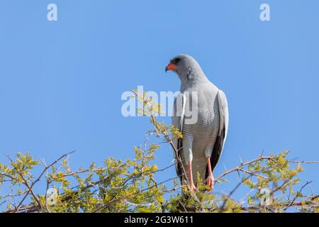 Southern Pale Chanten Goshawk, Namibia Safari Afrika Tierwelt Stockfoto