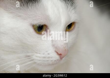 Hauskatze Stockfoto