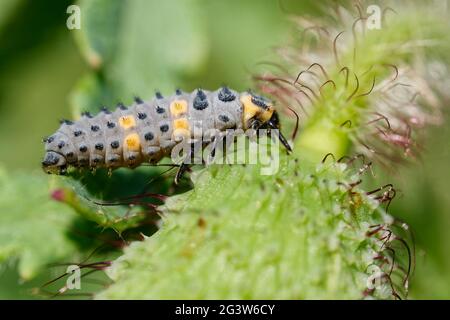 Marienkäfer-Larve mit zwei Flecken Stockfoto