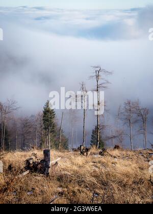 Zerstörte Bäume mit Nebel im Winter auf dem Bergrücken hohe Wand in niederösterreich Stockfoto