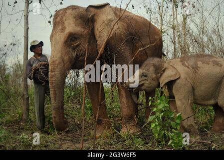 Rebo, ein Mahout, bereitet seine Elefanten auf einen Spaziergang zurück zum Elefantenzentrum im Way Kambas Nationalpark, Indonesien, vor. © Reynold Sumayku Stockfoto