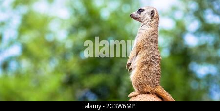 Erdmännchen Überwachung und Wachsamkeit. Kontrolle des Territoriums, Alarm und Schutz der Gruppe. Stockfoto