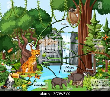 Diagramm mit Nahrungsnetz in der Regenwald-Illustration Stock Vektor