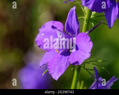 Garden Knight's Spur Stockfoto