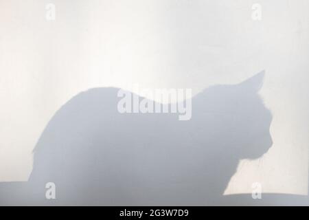 Die Silhouette einer Katze auf dem Fenster hinter dem Vorhang. Stockfoto