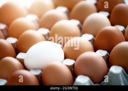 Auf einem Karton liegt ein weißes Hühnereier unter vielen gelben Eiern. Stockfoto