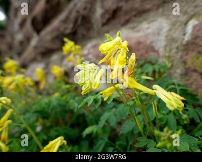 Gelbe Larkspur (Pseudofumaria lutea, syn. Corydalis lutea) wächst in den Fugen der Burgmauer Stockfoto