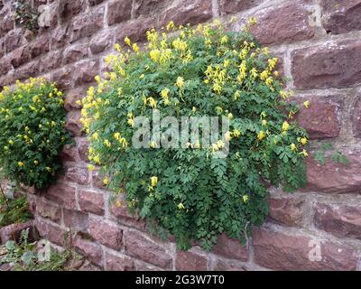 Gelbe Larkspur (Pseudofumaria lutea, syn. Corydalis lutea) wächst in den Fugen der Burgmauer Stockfoto