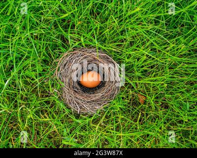 Hühnereier mit einem Vogelnest im grünen Gras. Stockfoto