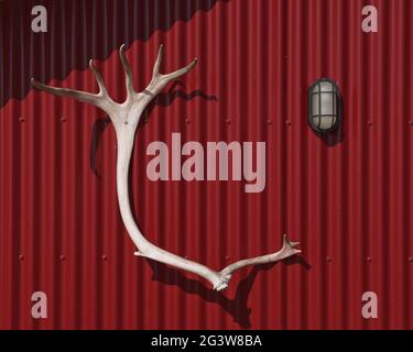 Geweihe als Jagdtrophäe an einer roten Kabinenwand gehängt Stockfoto