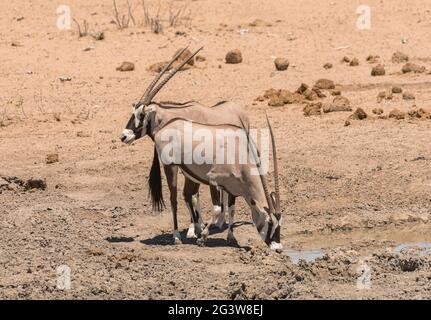 Oryx Antilope trinkt am Wasserloch im Norden Namibias Stockfoto