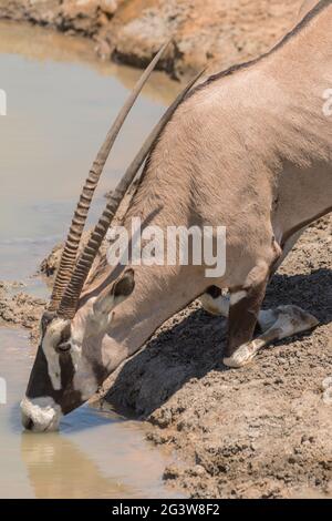 Oryx Antilope trinkt am Wasserloch im Norden Namibias Stockfoto