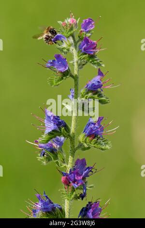 Gewöhnlicher Viper-Käfer mit Hummel Stockfoto