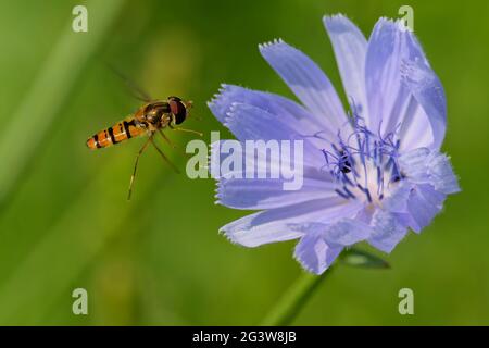 Grove Schwebfliege auf einem Zichorien Stockfoto