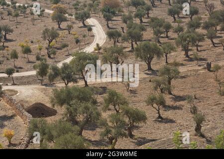 Olivenbäume auf dem Ölberg in Jerusalem in Israel während des heißen Sommertages Stockfoto