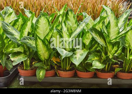 Dieffenbachia oder Schilfblume im Topf, riesige Auswahl an verschiedenen Pflanzen. Stockfoto