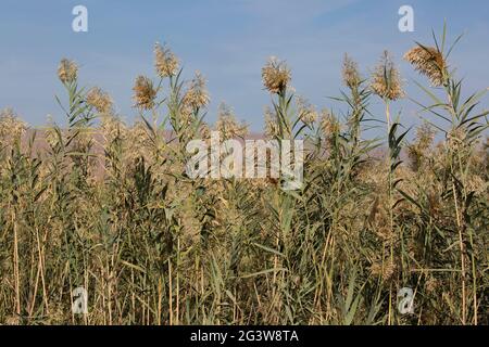 Phragmites australis Schilf im Jordan River Valley Stockfoto