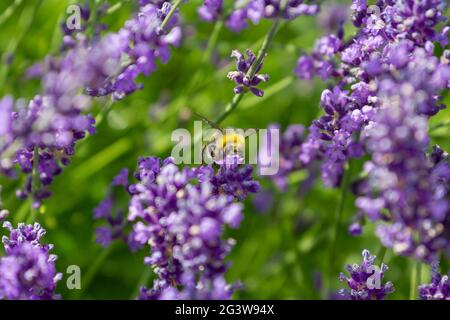 Honig Biene auf lavendel Pflanze Stockfoto