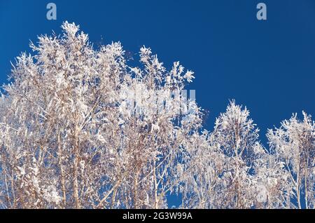 Birkenkronen bedeckt mit Frost und Schnee vor dem Hintergrund eines klaren blauen Himmels Stockfoto